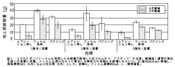 図3 ミクロスポンジフィルムを利用した水耕漕で栽培したほうれんそう’ アクティブ’の生育。