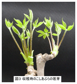 図3.収穫時のこしあぶらの若芽