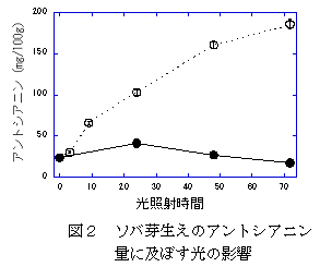図2 ソバ芽生えのアントシアニン量に及ぼす光の影響
