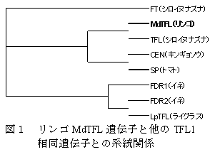 図1 リンゴMdTFL 遺伝子と他のTFL1相同遺伝子との系統関係
