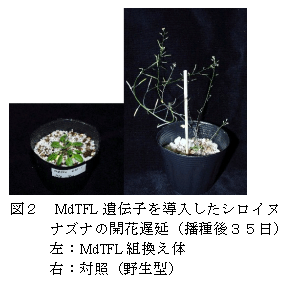 図2 MdTFL 遺伝子を導入したシロイヌナズナの開花遅延