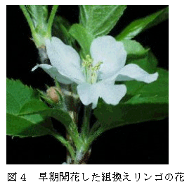 図4 早期開花した組換えリンゴの花