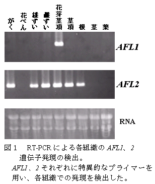 図1 RT-PCR による各組織のAFL1、2遺伝子発現の検出。