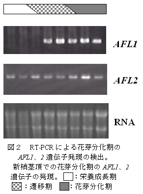 図2 RT-PCR による花芽分化期のAFL1、2 遺伝子発現の検出。