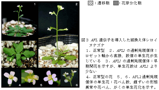 図3 AFL 遺伝子を導入した組換え体シロイ ヌナズナ