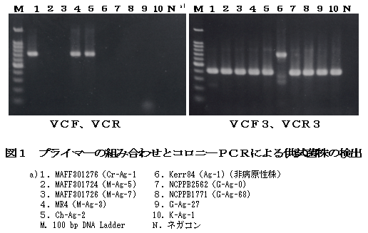 図1 プライマーの組み合わせとコロニーPCRによる供試菌株の検出