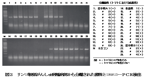 図2 リンゴ根頭がんしゅ病罹病部から分離された菌株とコロニーPCR検出