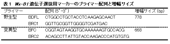 表1 Wx-B1遺伝子選抜用マーカーのプライマー配列と増幅サイズ