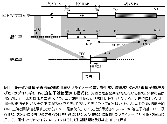 図1. Wx-B1遺伝子近傍配列の比較とプライマー位置.野生型,変異型Wx-B1遺伝子領域及びヒトツブコムギのWx遺伝子近傍配列を模式化