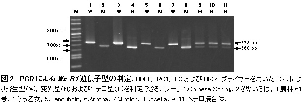図2. PCRによるWx-B1遺伝子型の判定.