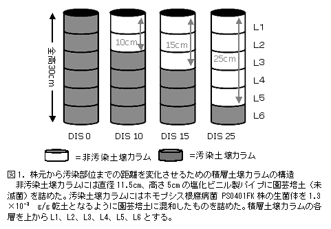 図1. 株元から汚染部位までの距離を変化させるための積層土壌カラムの構造