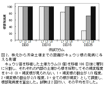 図2. 株元から汚染土壌までの距離がキュウリ根の発病に与える影響