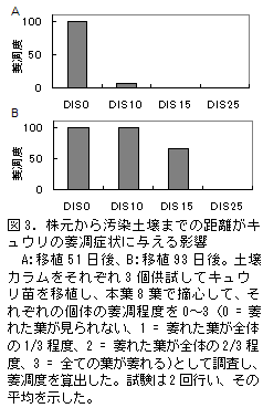 図3. 株元から汚染土壌までの距離がキュウリの萎凋症状に与える影響