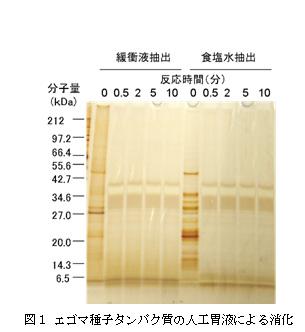 図1 エゴマ種子タンパク質の人工胃液よる消化