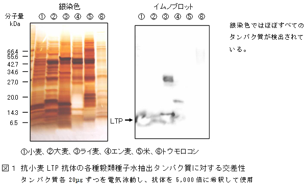 図1抗小麦LTP抗体の各種穀類種子水抽出タンパク質に対する交差性