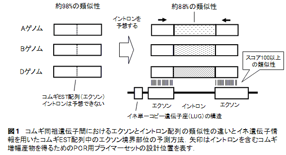 図1 コムギ同祖遺伝子間におけるエクソンとイントロン配列の類似性の違いとイネ遺伝子情報を用いたコムギEST配列中のエクソン境界部位の予測方法.