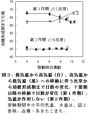 図3.低気温から高気温(白)、高気温から低気温(黒)への移動に伴う出芽から幼穂形成期まで日数の変化.