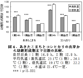 図4.あきたこまちとコシヒカリの出芽から幼穂形成期まで日数の比較.