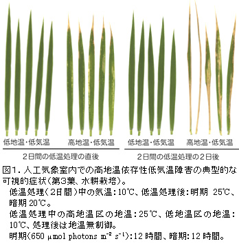 図1.人工気象室内での高地温依存性低気温障害の典型的な可視的症状(第3葉、水耕栽培)。
