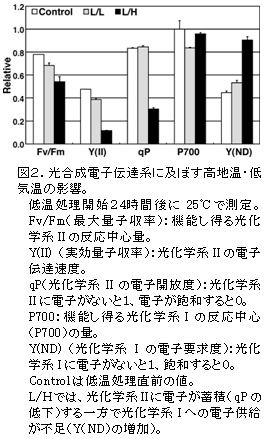 図2.光合成電子伝達系に及ぼす高地温・低気温の影響。