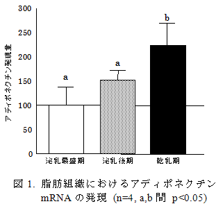 図1. 脂肪組織におけるアディポネクチンmRNAの発現