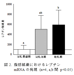 図2. 脂肪組織におけるレプチンmRNAの発現