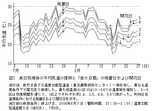 図1 長日処理後の平均気温の推移と「岩の白扇」の発蕾日および開花日