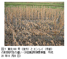 図1 東北160号(後方)とエンレイ(手前)の対倒伏性の違い(水田転換畑標準播、平成20年10月20日)