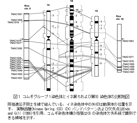 図1 コムギグループ1染色体とイネ第5および第10染色体の比較地図