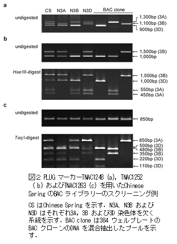 図2 PLUGマーカーTNAC1248 (a),TNAC1252 (b)およびTNAC1263 (c)を用いたChinese SpringのBACライブラリーのスクリーニング例