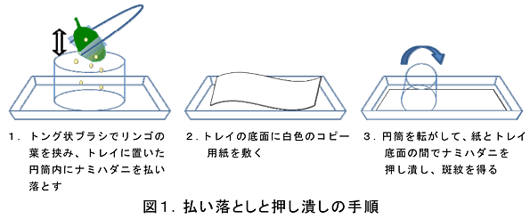 図1 払い落としと押し潰しの手順