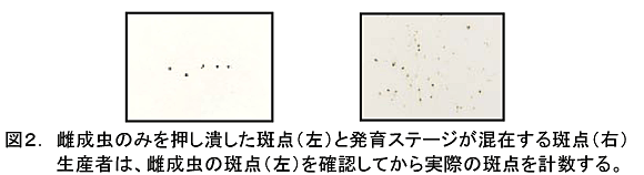 図2 雌成虫のみを押し潰した斑点(左)と発育ステージが混在する斑点(右)生産者は、雌成虫の斑点(左)を確認してから実際の斑点を計数する。