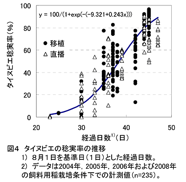 図4 タイヌビエの稔実率の推移