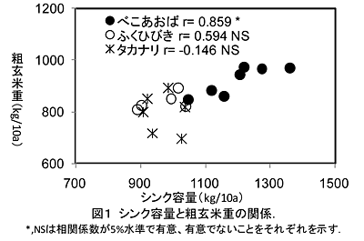 図1 シンク容量と粗玄米重の関係.