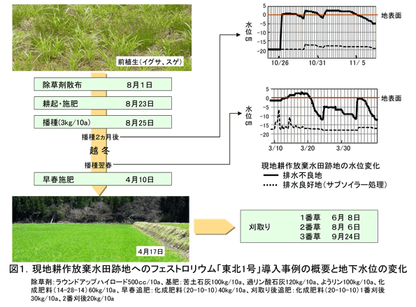 図1.現地耕作放棄水田跡地へのフェストロリウム「東北1号」導入事例の概要と地下水位の変化