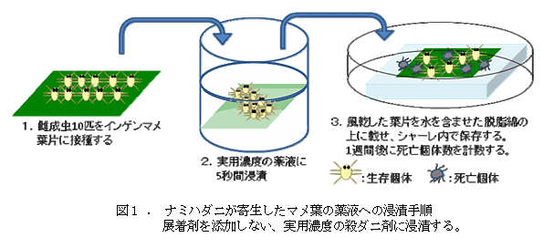 図1.ナミハダニが寄生したマメ葉の薬液への浸漬手順展着剤を添加しない、実用濃度の殺ダニ剤に浸漬する。