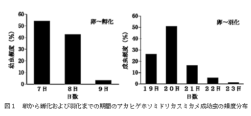 図1 卵から孵化および羽化までの期間のアカヒゲホソミドリカスミカメ成幼虫の頬度分布