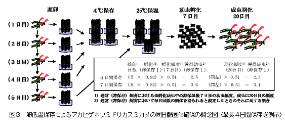 図3 卵低温保存によるアカヒゲホソミドリカスミカメの同日齢固体確保の概念図(最長4日間保存を例示)