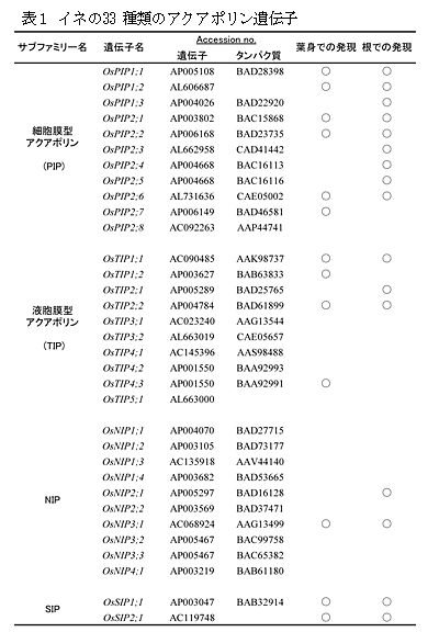 表1 イネの33種類のアクアポリン遺伝子