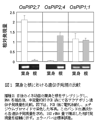 図1 葉身と根における遺伝子発現の比較