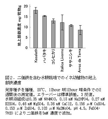 図2.二価鉄を含む水耕栽培でのイネ幼植物の地上部鉄濃度