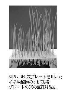 図3.96穴プレートを用いたイネ幼植物の水耕栽培