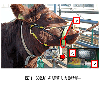 図1 SCRUMを装着した試験牛