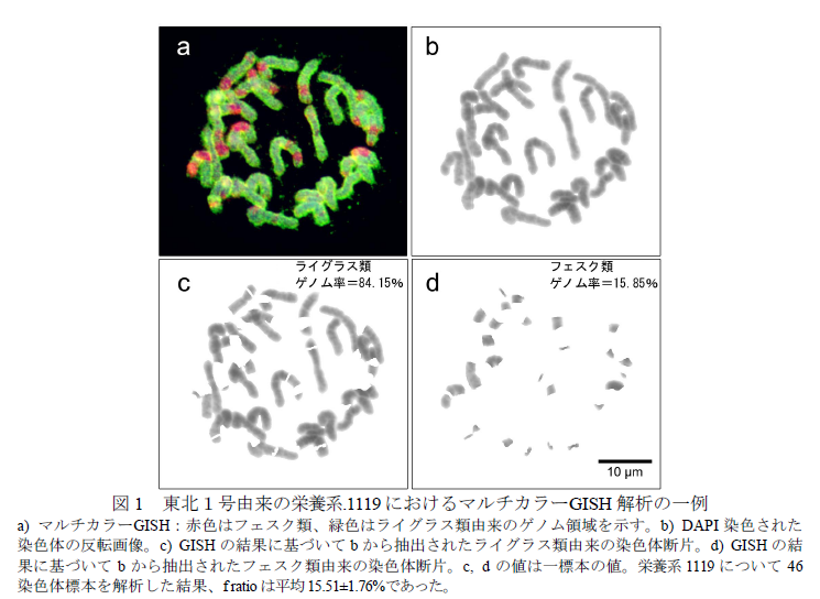 図1 東北1号由来の栄養系.1119 におけるマルチカラーGISH 解析の一例