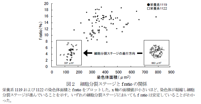 図2 細胞分裂ステージとf ratio の関係