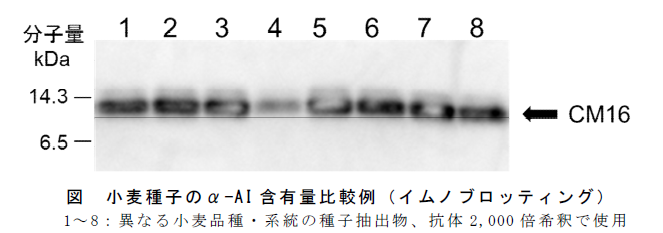 図 小麦種子のα -AI 含有量比較例( イムノブロッティング)