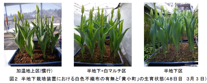 図2 半地下栽培装置における白色不織布の有無と「黄小町」の生育状態(48日目 3月3 日)