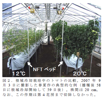 図2 . 根域冷却栽培中のトマトの比較。