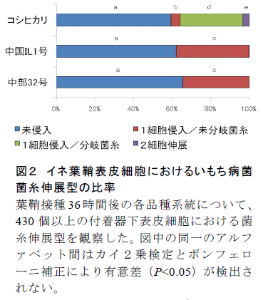 図2 イネ葉鞘表皮細胞におけるいもち病菌 菌糸伸展型の比率