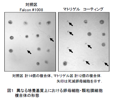 図1 異なる培養基質上における卵母細胞・顆粒膜細胞 複合体の形態